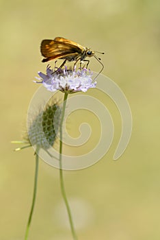 Skipper butterfly feeding on flower