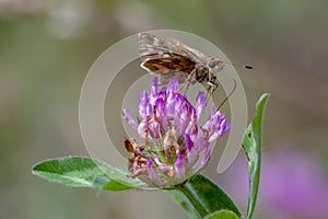 Skipper butterfly feeding on a red clover flower