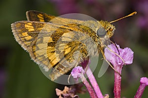 Skipper Butterfly on Flower