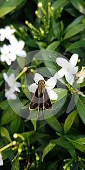 Skipper butterfly hesperiidae lepidopteran moth sitting on a Jasmine flower photo