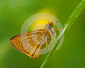 Skipper butterfly Ochlodes sylvanus