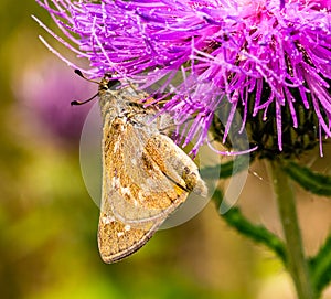 Skipper butterfly perhaps Polites mystic, the long dash skipper butterfly on purple flower.