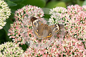 Skipper butterfly pollinating a flower sedum