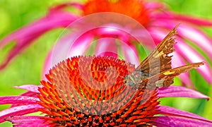 Skipper butterfly on purple coneflower in Summer backyard garden