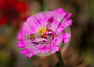 A skipper butterfly is sitting on a pink zinnia.