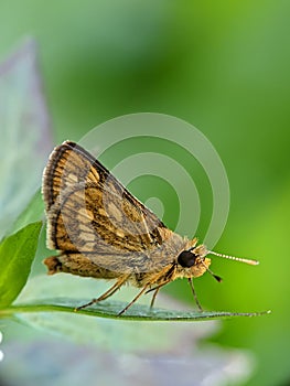 Skipper butterfly sunbathing