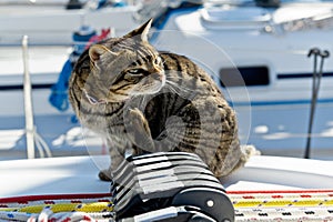 Skipper cat