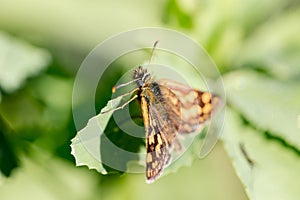 Skipper diurnal butterfly from Hesperiidae family close up macro photo