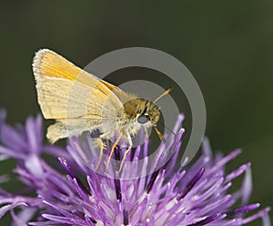 Skipper (Hesperiidae) feeding on thistle