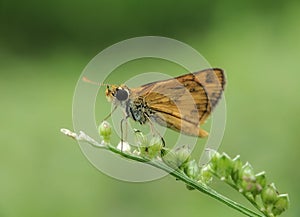 Skippers in the wild with blur background photo