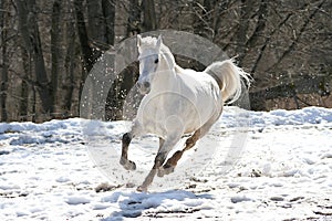 Skipping white horse