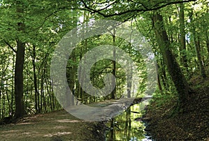 Skipton Castle woods