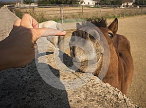 Skirian horses, Skiros, northern Sporades, Greece