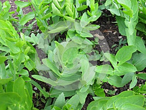 Skirret in vegetable garden
