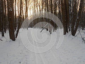 Skitrack in the winter trees.