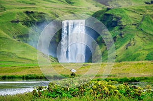 Skogafoss waterfall and bird. Natural icelandic background. Travelling on Iceland. Famouns place in Iceland.