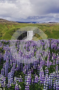 Skogafoss Waterfall and blooming lupins, Iceland
