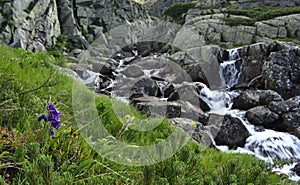 Skok waterfall, Slovakia, flower Delphinium oxysepalum ( alpine bell)