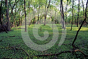 Skokie Lagoons Woodlands   37180