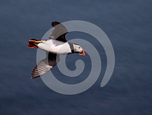 Skomer Island