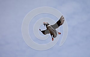 Skomer Island