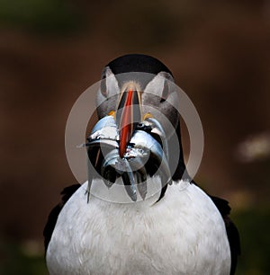 Skomer Island