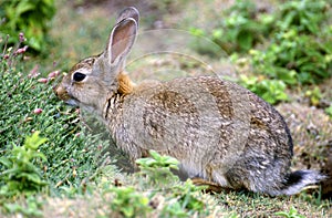 Skomer rabbit