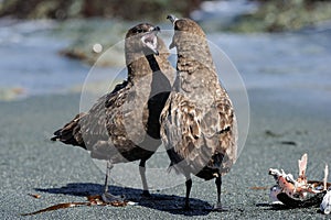 Skua