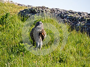 Skua bird in Handa island in Scotland