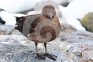 Skua close-up in Antarctica photo