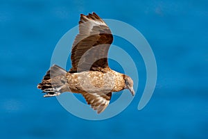 Skua flight. Brown skua, Catharacta antarctica, water bird flying above the sea., evening light, Argentina. Bird fly with blue oce