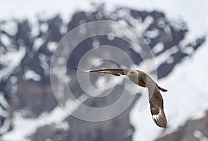 Skua Flying in Antarctica