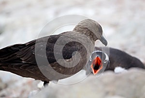 Skua and Gentoo Penguin