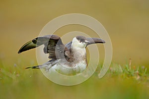 Skua in the grass with open wing, landing. Marine bird Arctic Skua, Stercorarius parasiticus, sitting in the grass. Bird in the