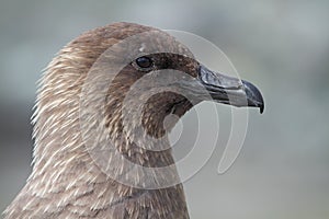 Skua, pirate of the Antarctic