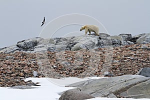 Skua and Polar Bear