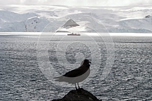 Skua and Ship in Antarctica