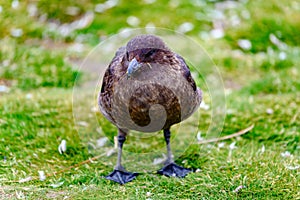 Skua standing on meadow in South Georgia