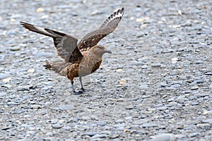 Skua standing on stones with spreaded wings at beach in South Georgia