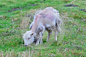 A herd of Skudde in spring