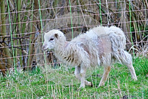 A herd of Skudde in spring. Caring, confident.