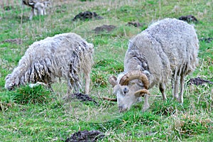 A herd of Skudde in spring. Caring, confident.