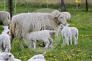 Skudde with lamb on a meadow