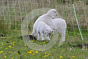 Skudde with lamb on a meadow