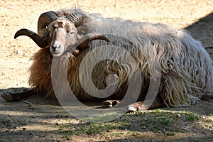 Skudde , one of the oldest domestic sheep breeds