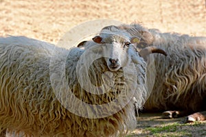 Skudde one of the oldest domestic sheep breeds