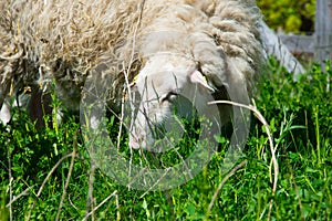 Skudde sheep near berlin, germany