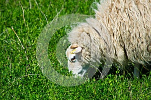 Skudde sheep near berlin, germany