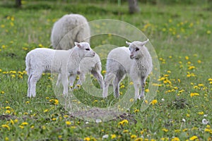 Skudden on a meadow