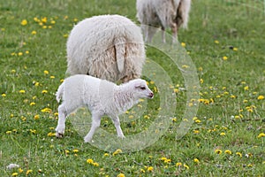 Skudden on a meadow